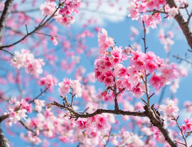 沖縄挙式＆フォトウェディングの超穴場！1月・2月は沖縄で「さくら祭り」を楽しみ、日本で一番早いお花見を体験しよう