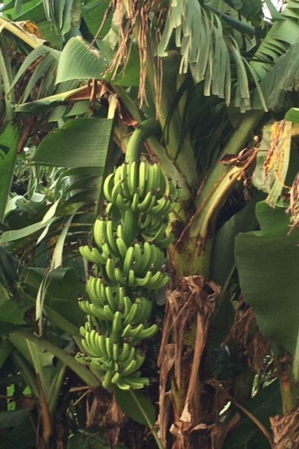 banana1.jpg