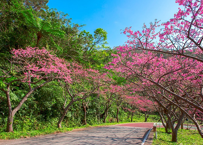 沖縄挙式＆フォトウェディングの超穴場！1月・2月は沖縄で「さくら祭り」を楽しみ、日本で一番早いお花見を体験しよう